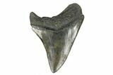 Serrated, Fossil Megalodon Tooth - South Carolina #170474-1